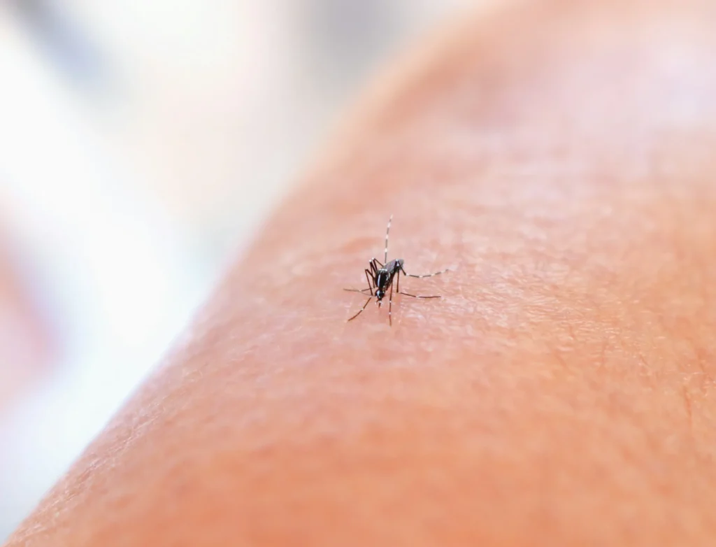Mosquito Control - Long Branch Pest Control Pros | Long Branch, NJ